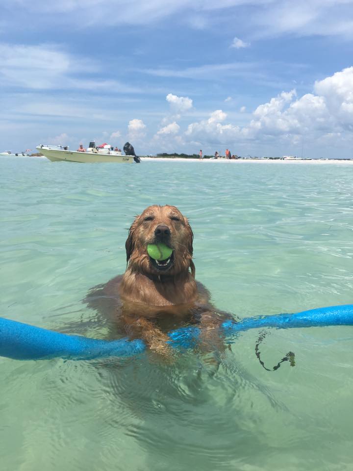 water-dog